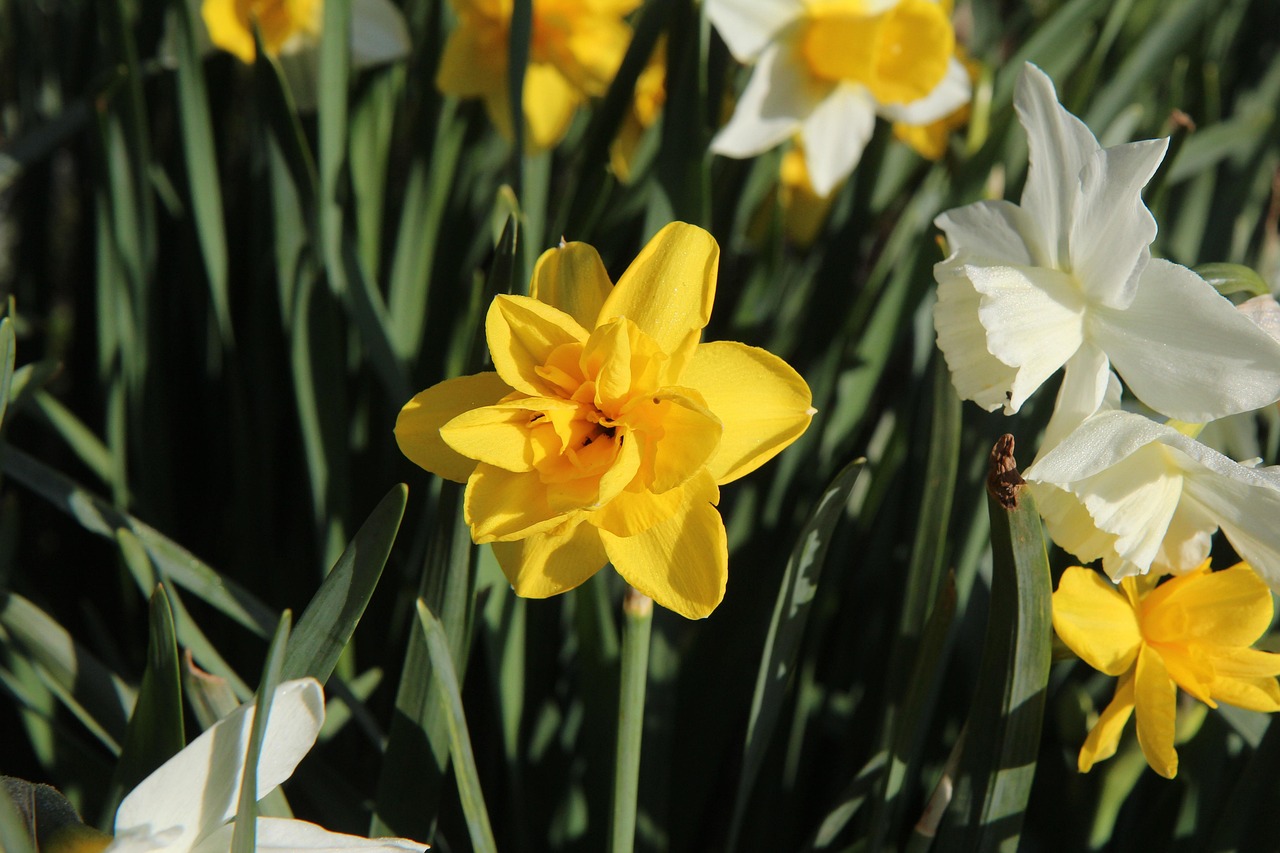 Daffodils SpringFlowering Garden Free photo on Pixabay Pixabay
