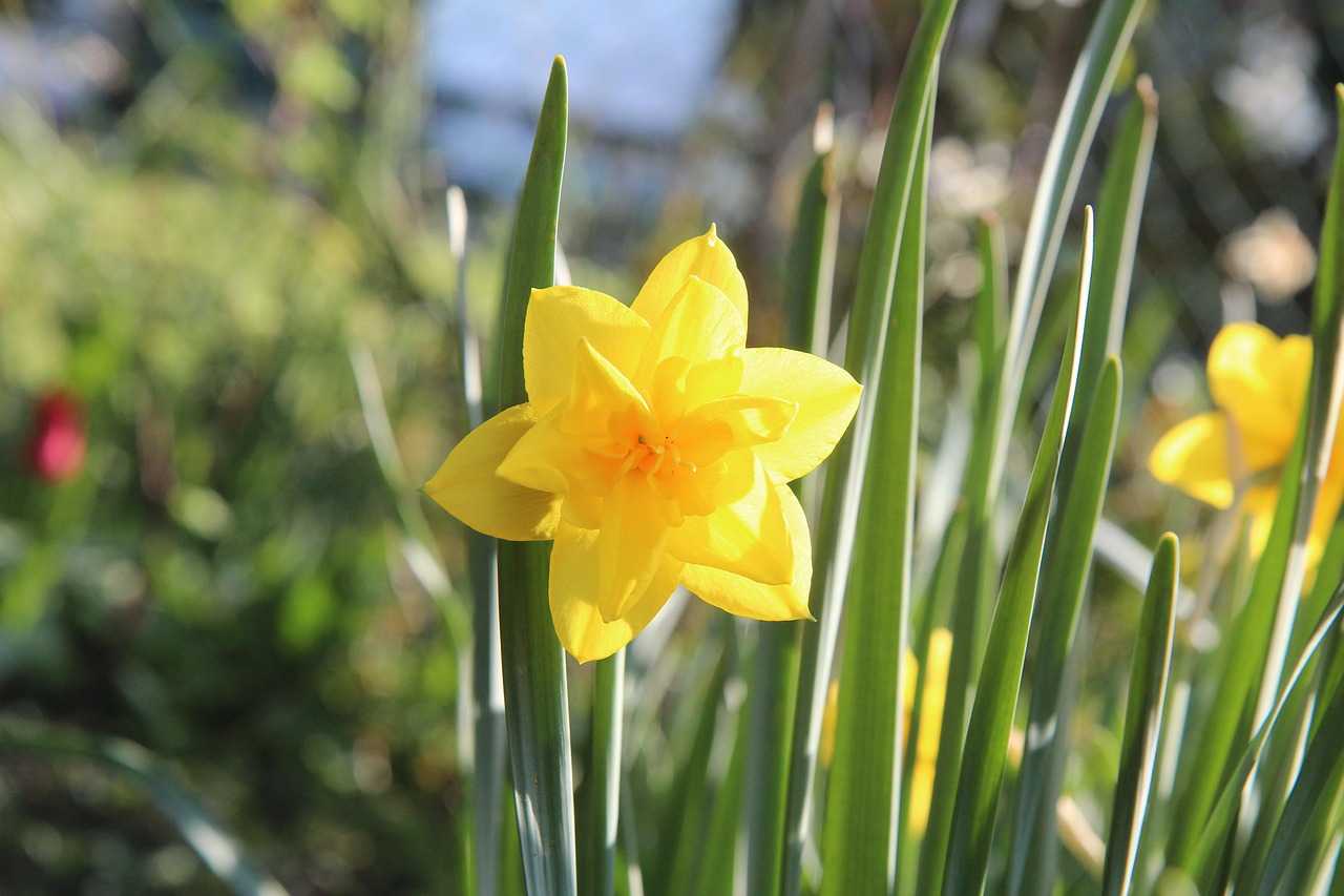 Daffodils SpringFlowering Garden Free photo on Pixabay Pixabay