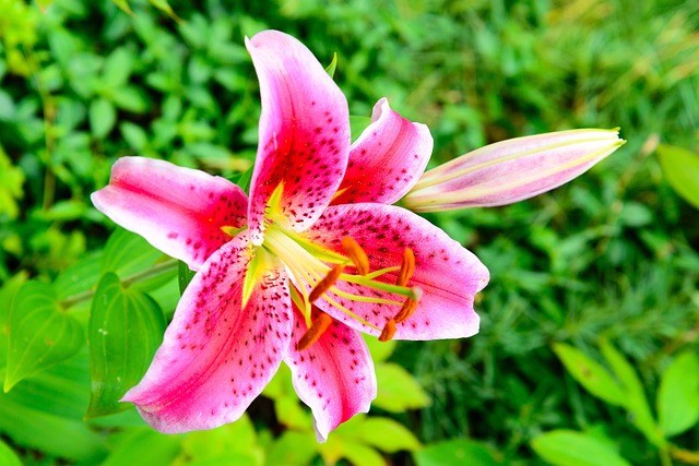 Free Exotic Sunflower photo and picture