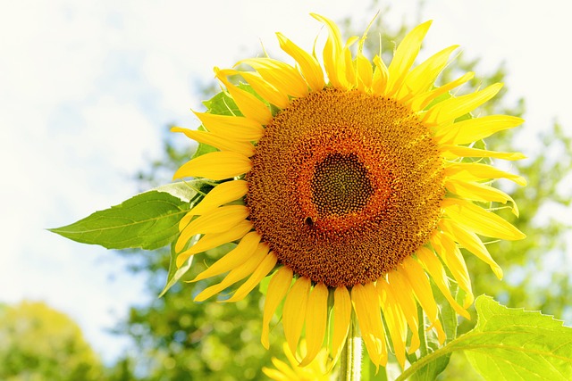Free Sunflower Beautiful Flowers photo and picture