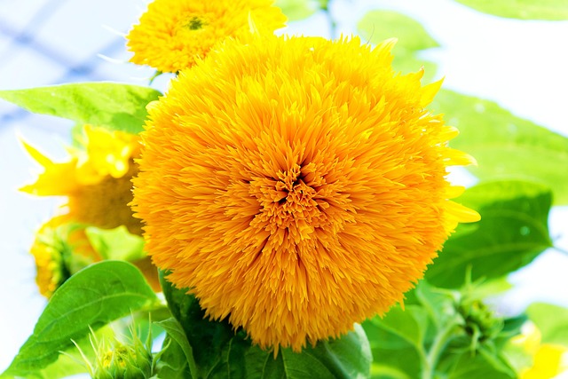 Free Yellow Flower photo and picture