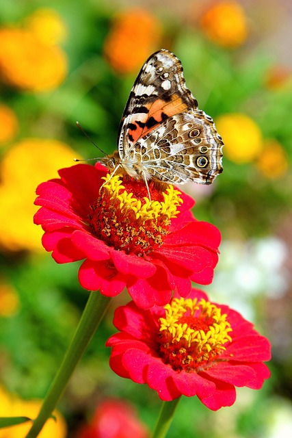 Free Exotic Sunny photo and picture