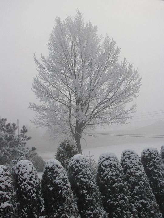 雪 冬 木 - Pixabayの無料写真 - Pixabay
