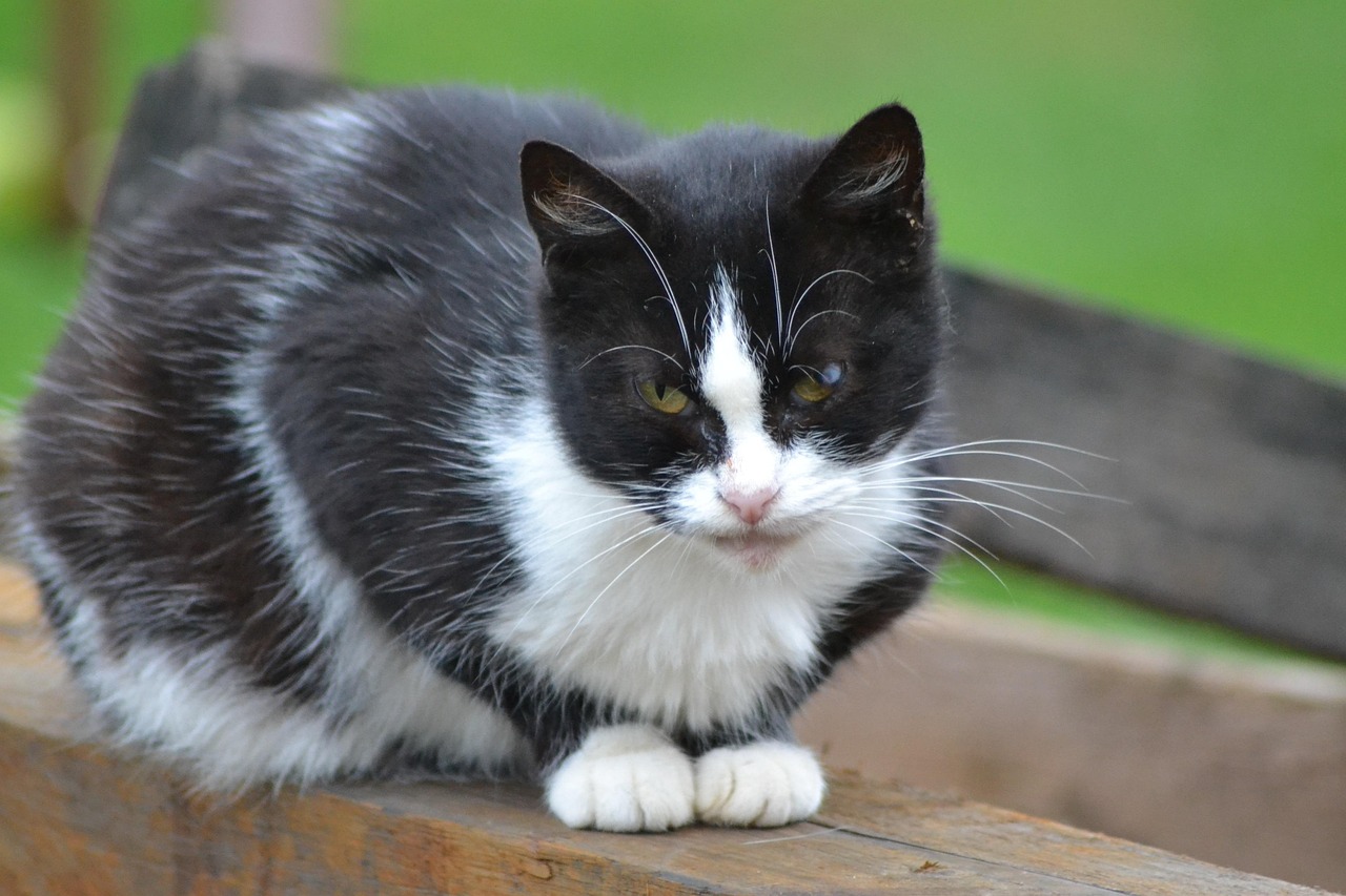 Tier Katze Schwarz Kostenloses Foto Auf Pixabay Pixabay tier-katze-schwarz-kostenloses-foto-auf-pixabay-pixabay