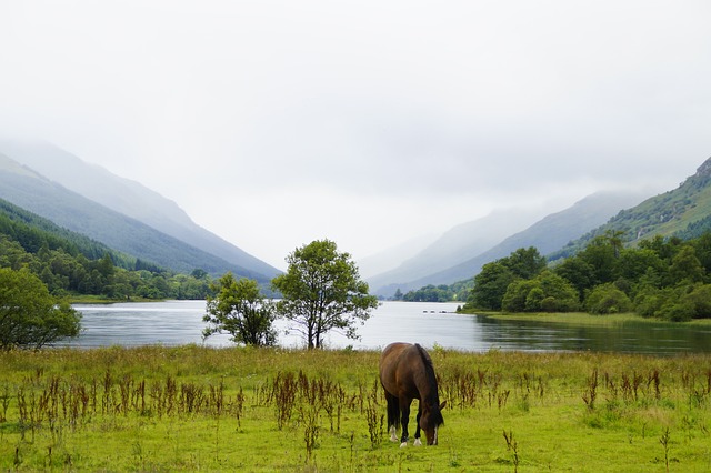 idyll, loch lomond, scotland, landscape, horse, rainy day, rainy weather, waters, mood, quiet, idyllic, loch lomond, loch lomond, loch lomond, loch lomond, loch lomond