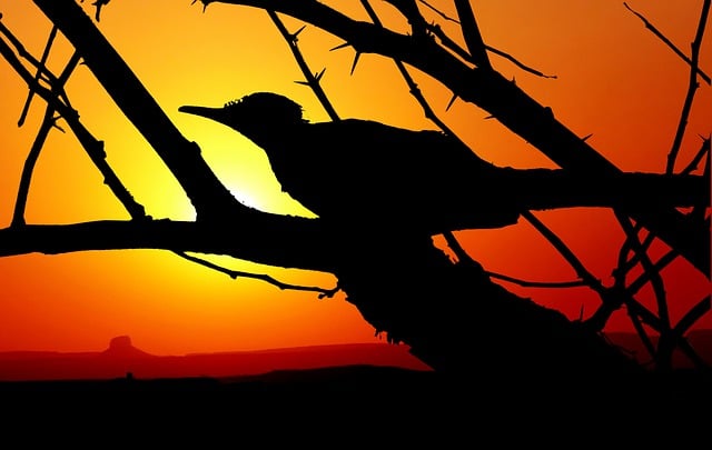 Free sunset color orange illustration