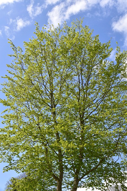 Free Tree Budding Tree photo and picture
