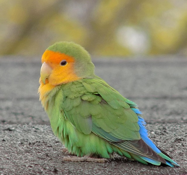 Rosenköpfchen, Papagei, Vogel, Natur