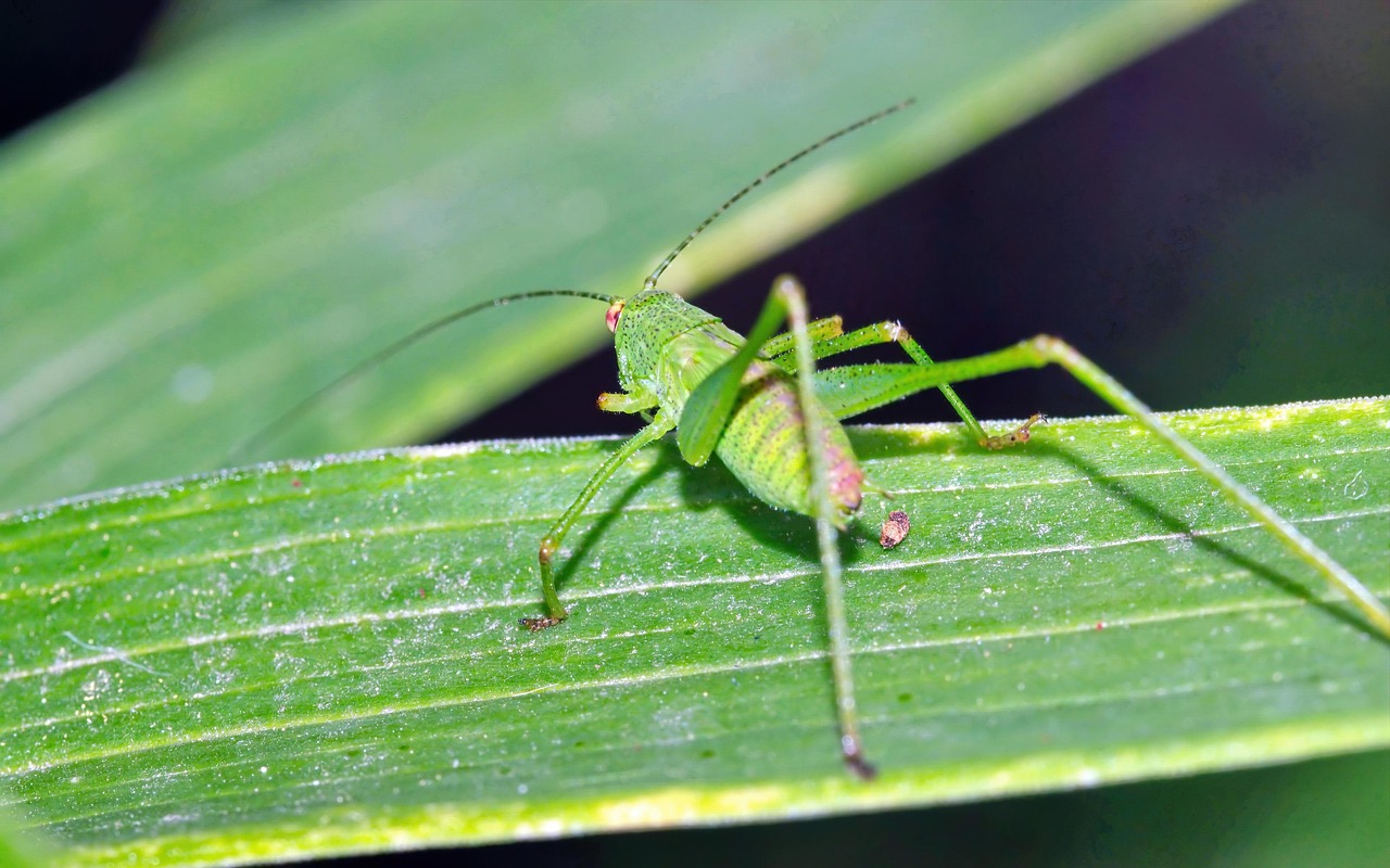 Insecte Vert Assis - Photo gratuite sur Pixabay - Pixabay