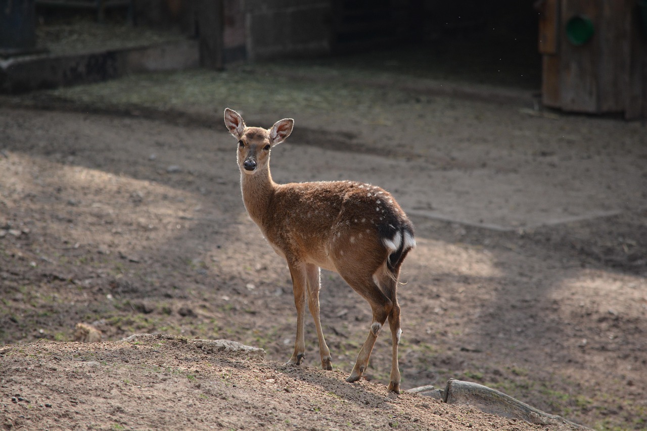 Deer Zoo Animal Free photo on Pixabay Pixabay