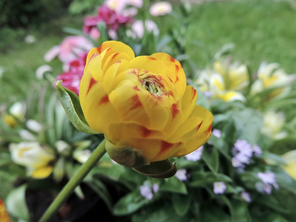 Carbuncle Bloom Ranunculus Blossom Bloom - Free photo on Pixabay - Pixabay