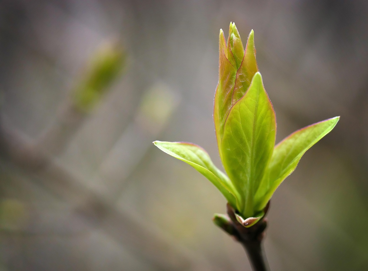 Green Spring Shoots - Free photo on Pixabay