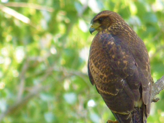 Natureza, Beleza, Pássaro, Pluma, Árvore