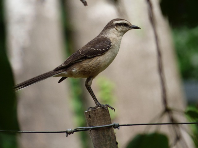 Calandra, Grátis, Pássaro, Animais
