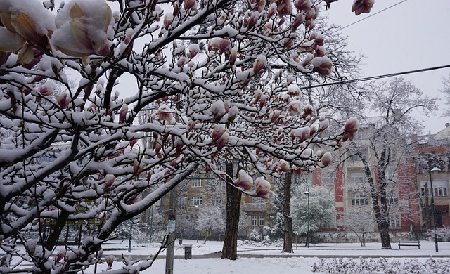 Free Sarajevo Winter photo and picture