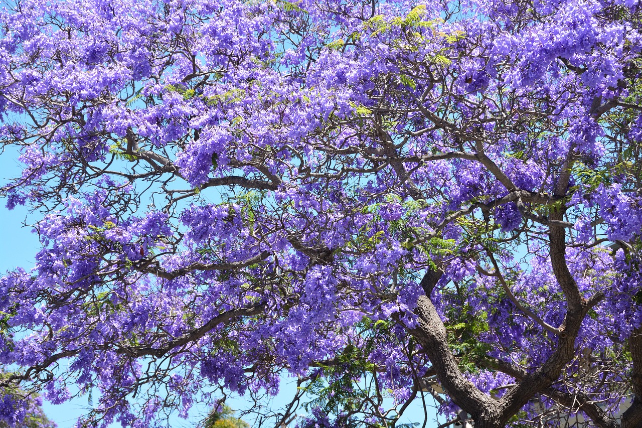 200 000 Free Jacaranda Tree Sydney Sydney Images Pixabay 200 000 Free Jacaranda Tree Sydney Sydney Images Pixabay