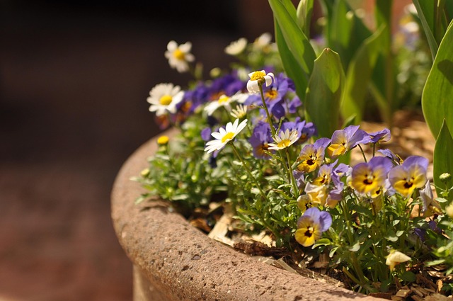 Saatgut, Blume, Natur, Pflanze, Sommer