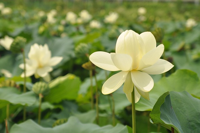 Lotus, Natur, Pflanzen, Blumentapete