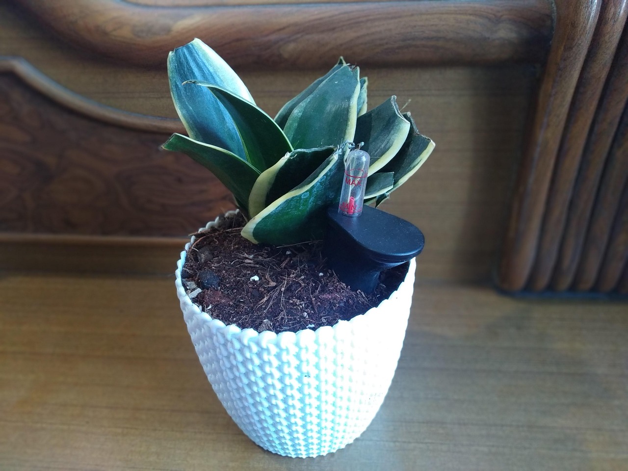 Snake Plant Oxygen Indoor Free photo on Pixabay Pixabay