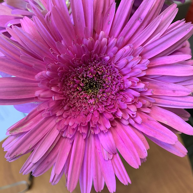 Gerbera Daisy Blossom Free photo on Pixabay Pixabay