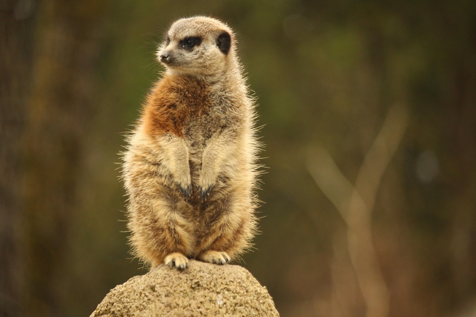 Mangosta Animales De Zoológico Foto gratis en Pixabay Pixabay