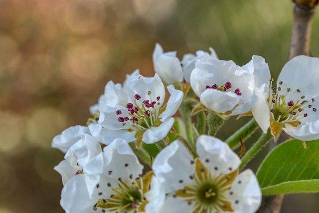 Pear Tree Blossom Spring - Free photo on Pixabay