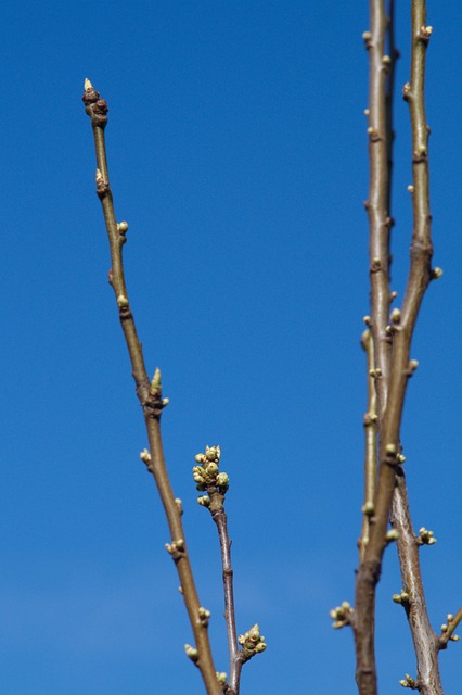 sunday, palm, sun, nature, christianity, symbol, rostock, forgiveness, easter