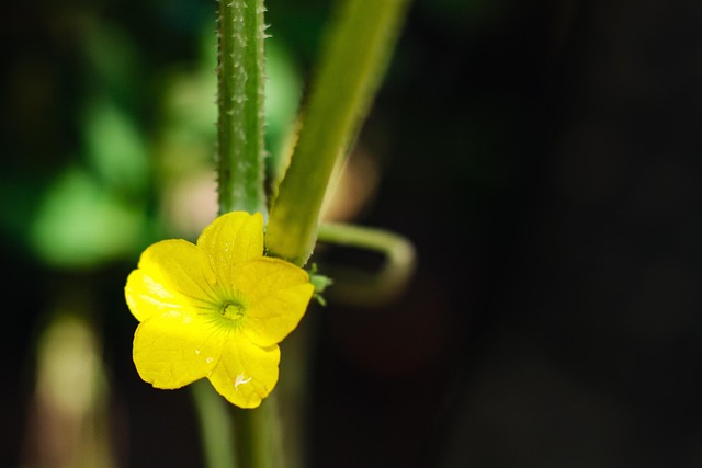 Free Pumpkin Flower Nature photo and picture