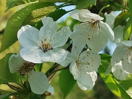 Free Blossoms Spring photo and picture