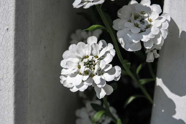 Free Candytuft Iberis photo and picture