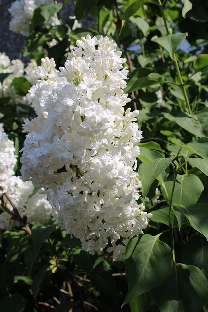 Free Plant Natural photo and picture