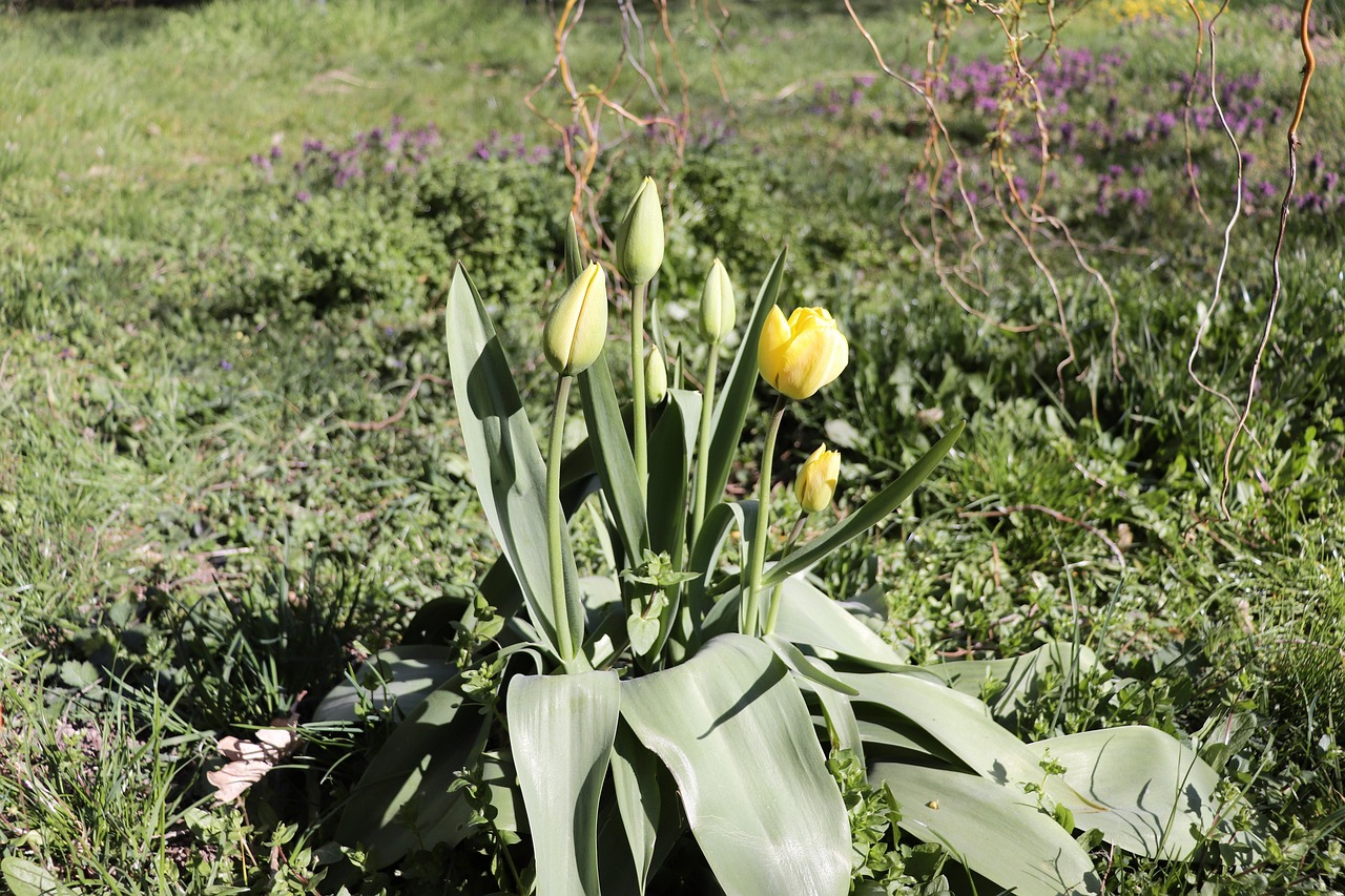 Free Garden Flower photo and picture
