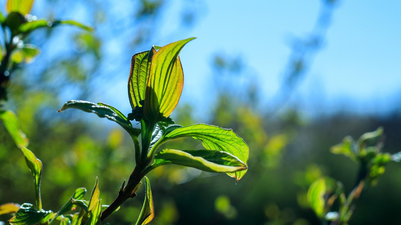 Spring Leaves Green - Free photo on Pixabay - Pixabay