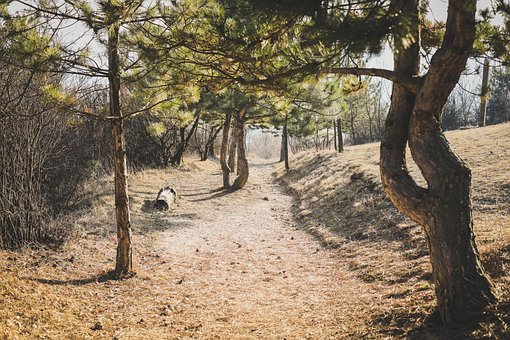 Forest, Dennen, Landschap, Hout, Dag S