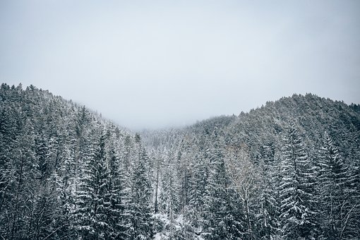 Forest, Dennen, Sneeuw, Besneeuwde, Mist