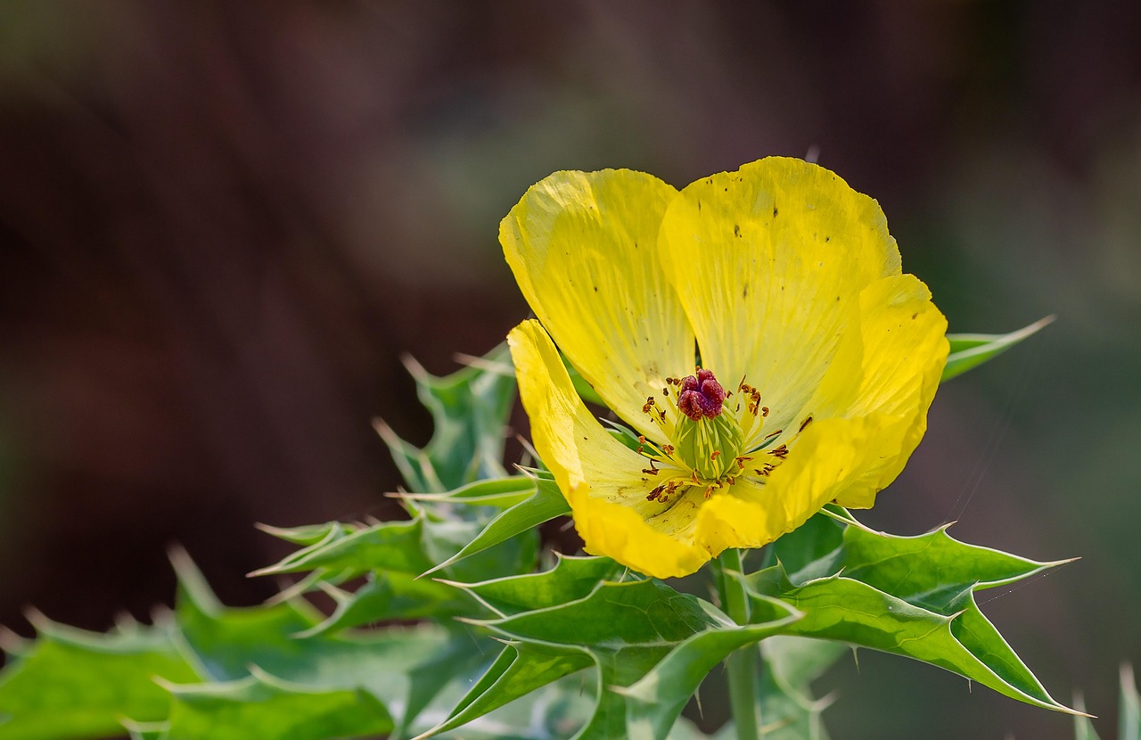 Argemone Mexicana Kukka - Ilmainen valokuva Pixabayssa - Pixabay