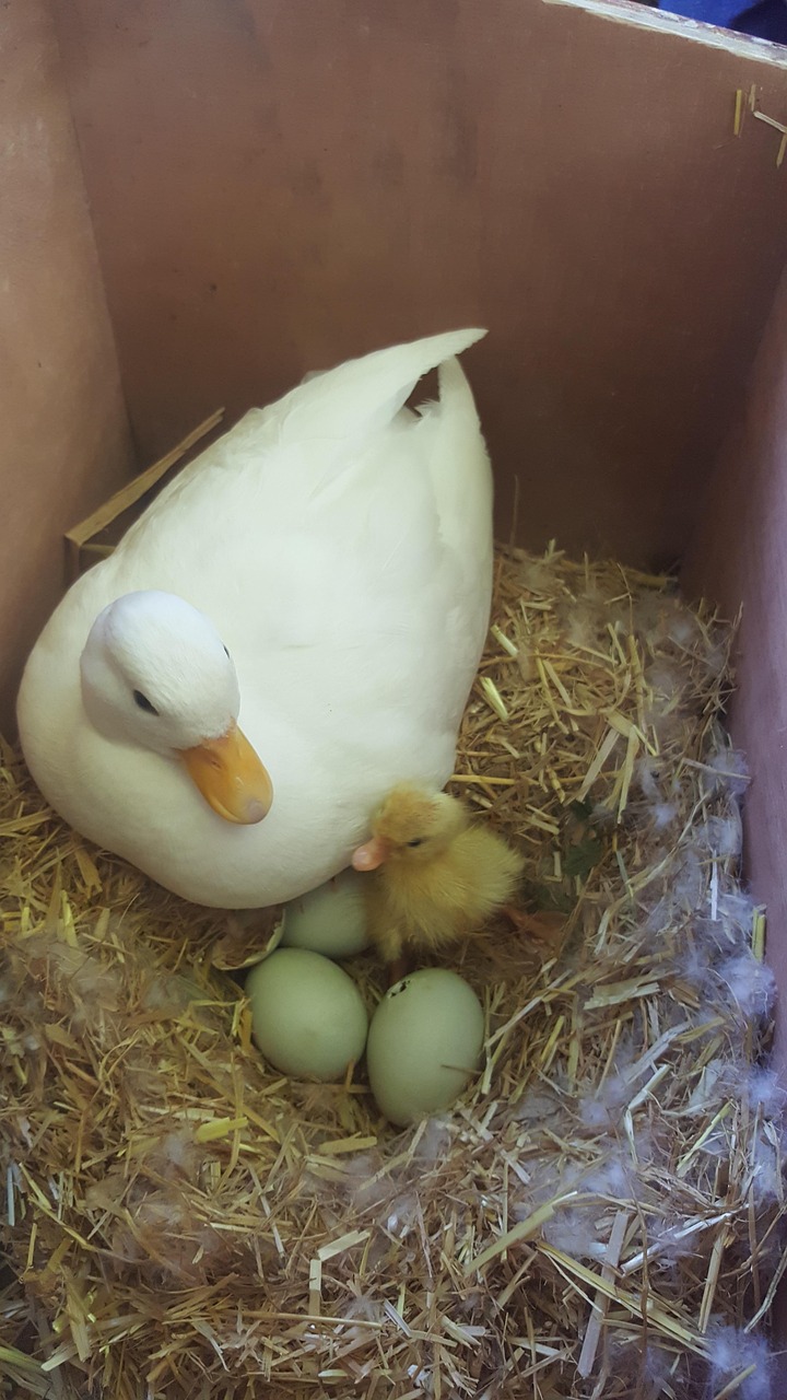 Call Duck Eggs