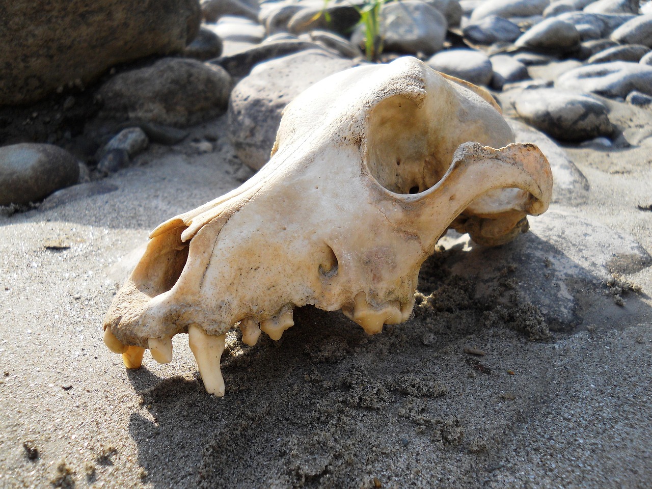 Download free HD stock image of Skull Bones Free Skull Bones photo and picture