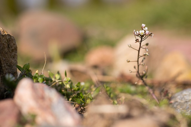 Free Weed Beautiful Flowers photo and picture