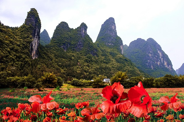 Montanhas, Natureza, Flor