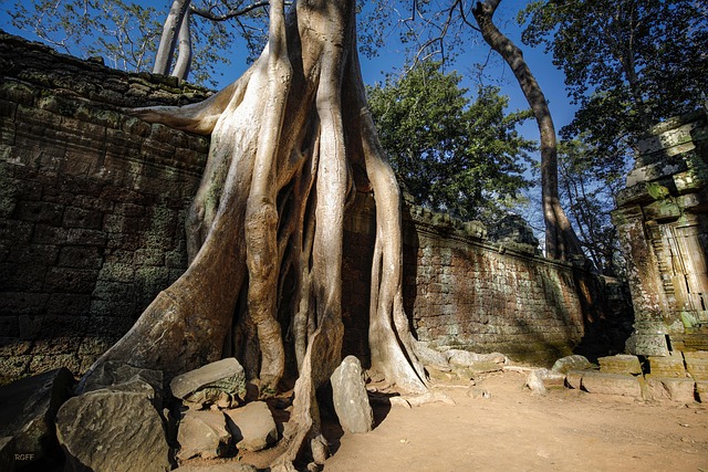Arvores, Monumento, Velho, Arquitetura