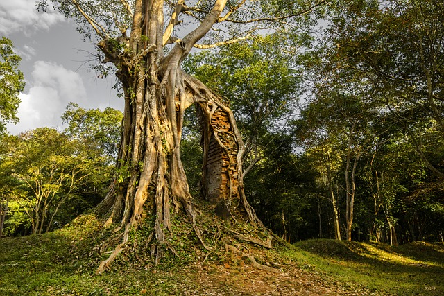 Arvores, Natureza, Paisagem, Verde