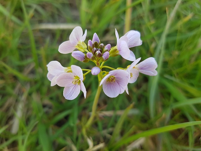 Free Cardamine Pratensis Pentecost Flower photo and picture