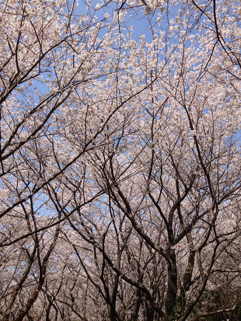 樱花盛开 吉野樱花树 济州 - Pixabay上的免费照片 - Pixabay