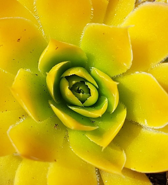 Free Sempervivum Huislook photo and picture