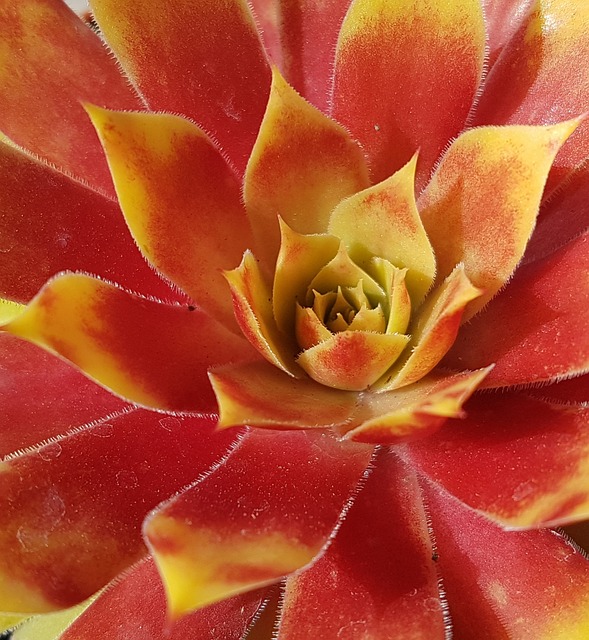 Free Sempervivum Huislook photo and picture