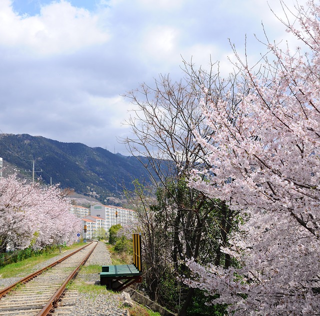 Flor De Cerezo, Vías Del Tren, Montaña