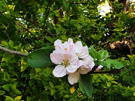 Árvore, Flor, Verão, Jardim, Verde
