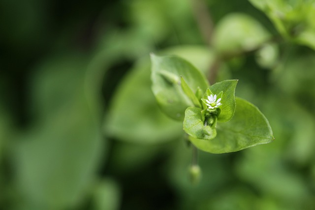Flor, Verde, Natureza, Primavera