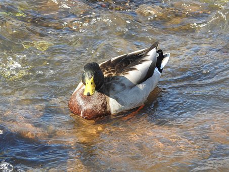Free Duck Water photo and picture